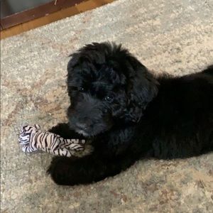 Meet your Posher, Zoe